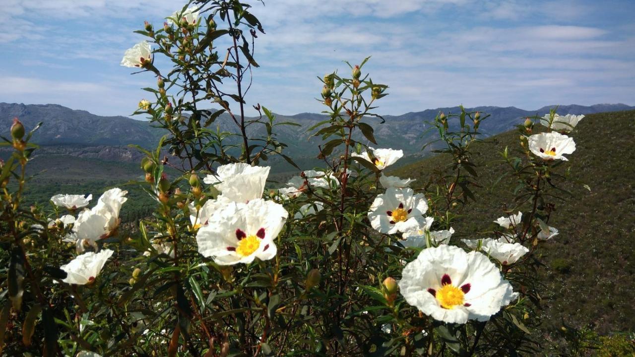 Casa Rural La Colmena Del Geoparque Navatrasierra Buitenkant foto